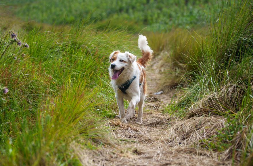 What Skills and Traits Make a Successful Dog Walker?