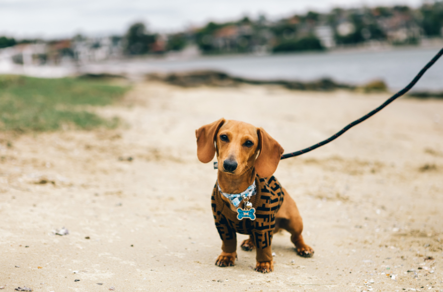 What Does a Dog Walker Do? Dog Walker Job Description and Responsibilities