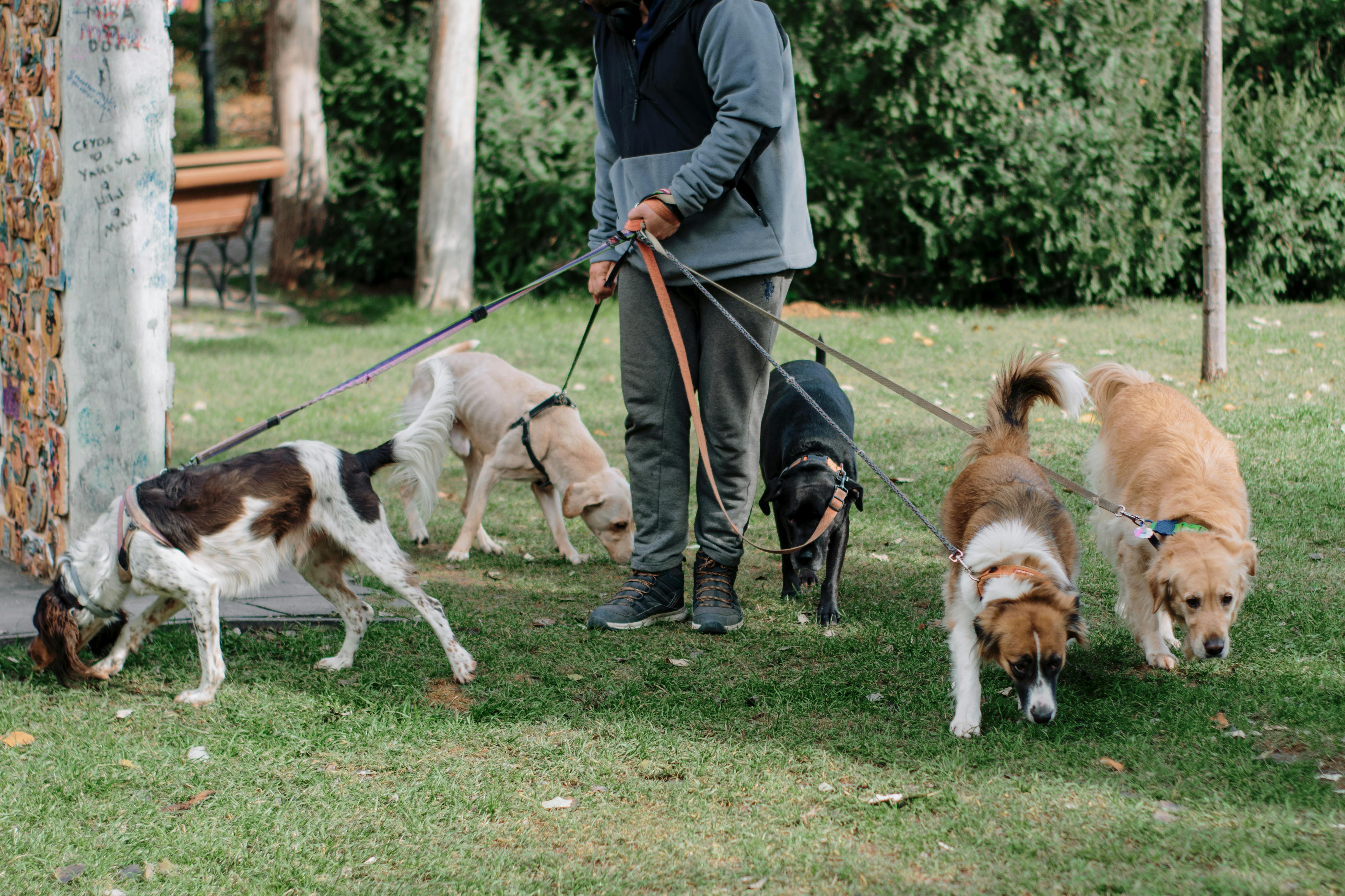 12 Social Media Content Ideas for Dog Walkers